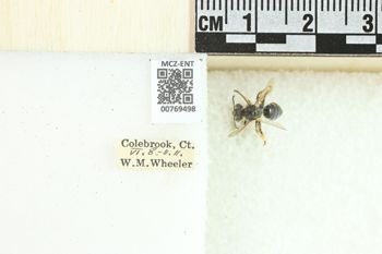 Media type: image;   Entomology 769498 Aspect: Labels
